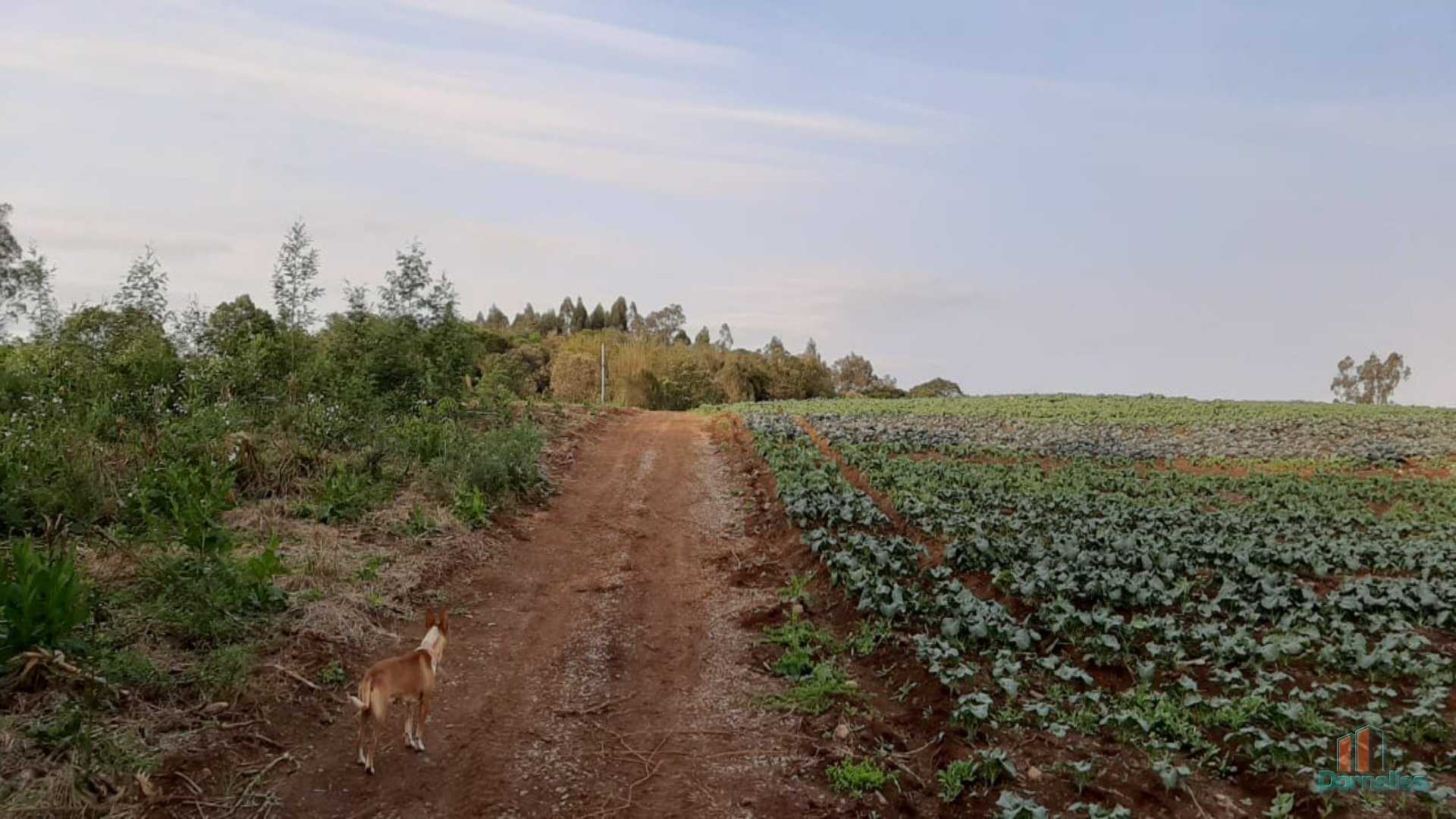 Imagem n° 25 do imóvel 14653